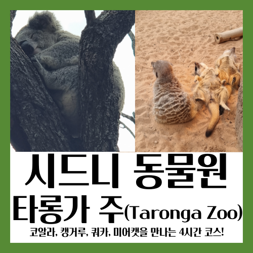 로고(타롱가 동물원 후기!)